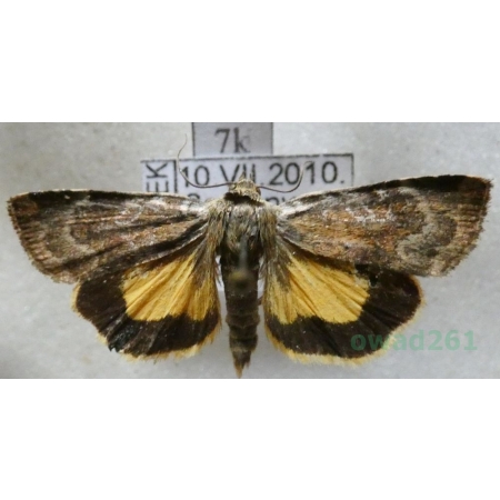 Cryptocala chardinyi (Boisduval, 1829) Poland7k
